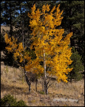 Pony Gulch Trail in Autumn