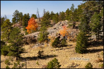 Pony Gulch Trail in Autumn