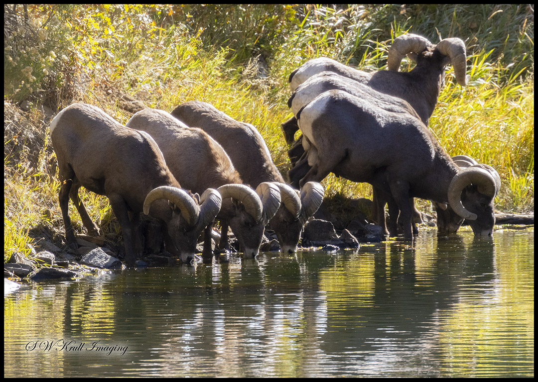 Bighorn Sheep in Waterton Canyon Autumn