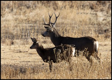 Pair of Mule Deer