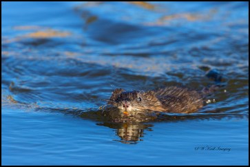 Beaver at Eleven Mile
