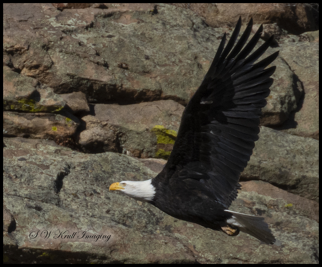 Bald Eagle in Eleven Mile Canyon