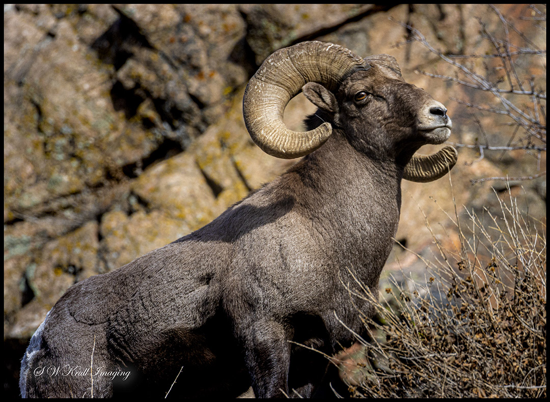 Bighorn Sheep Waterton