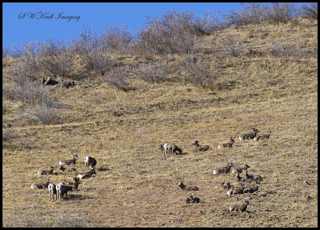 Bighorn sheep herd in Waterton Canyon Colorado