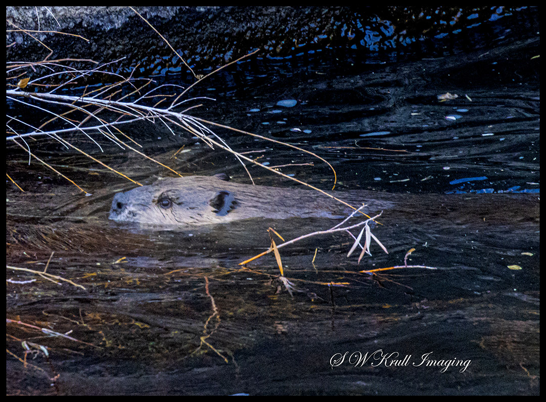 Beaver in Waterton Canyon