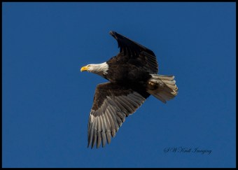 Bald Eagle in Eleven Mile Canyon