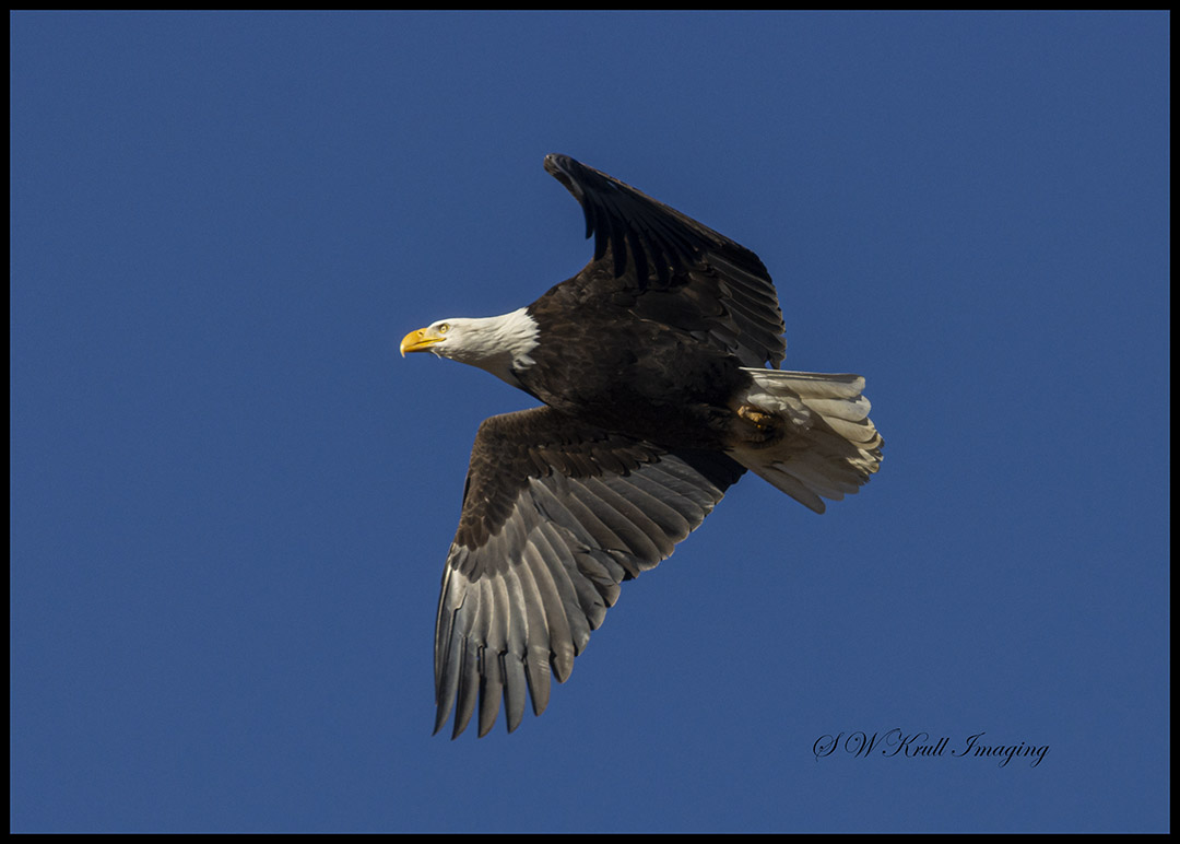 Bald Eagle in Eleven Mile Canyon