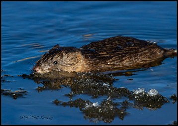 Muskrat in the South Platte River