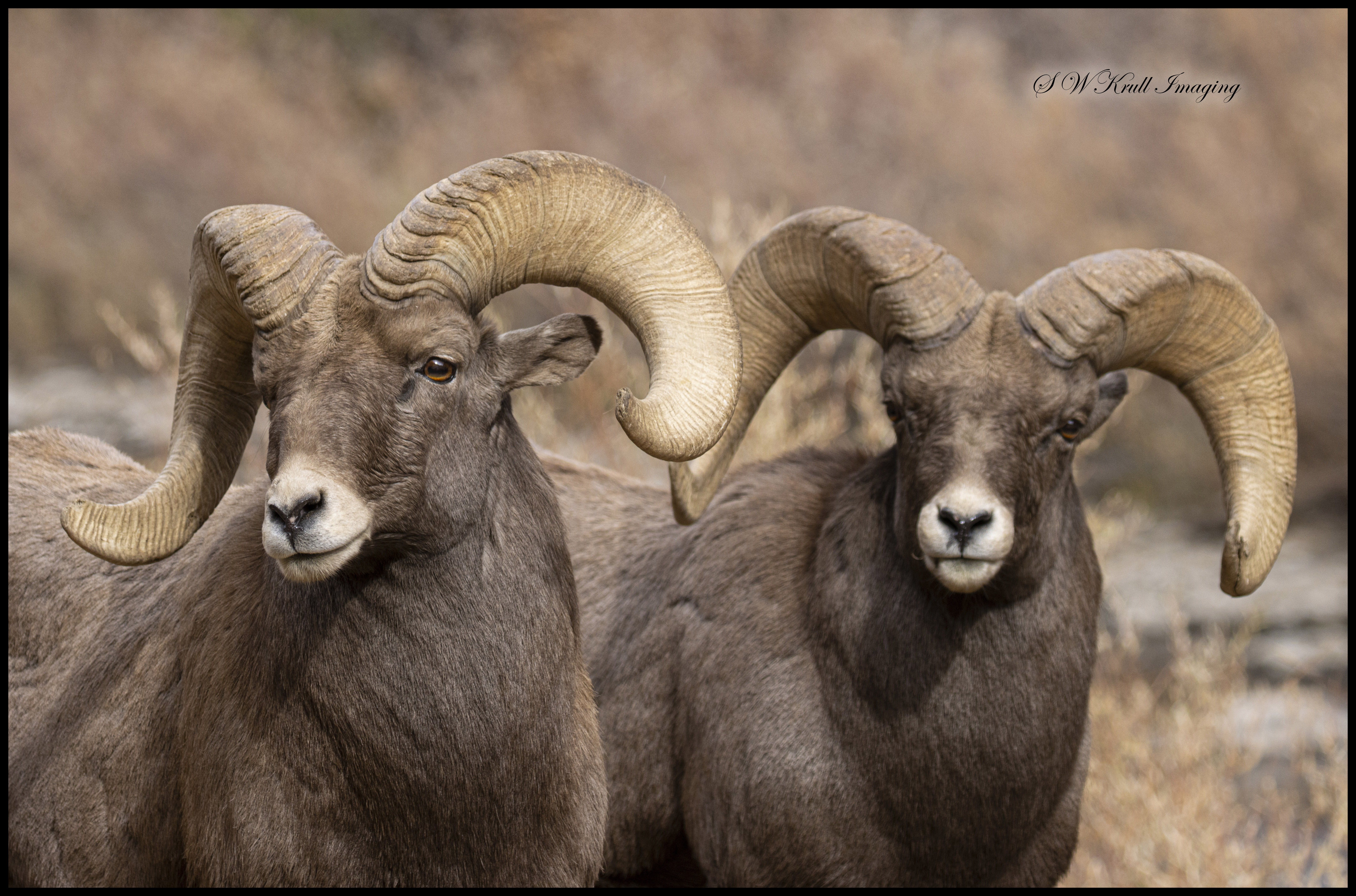 Pair of Waterton Bighorn