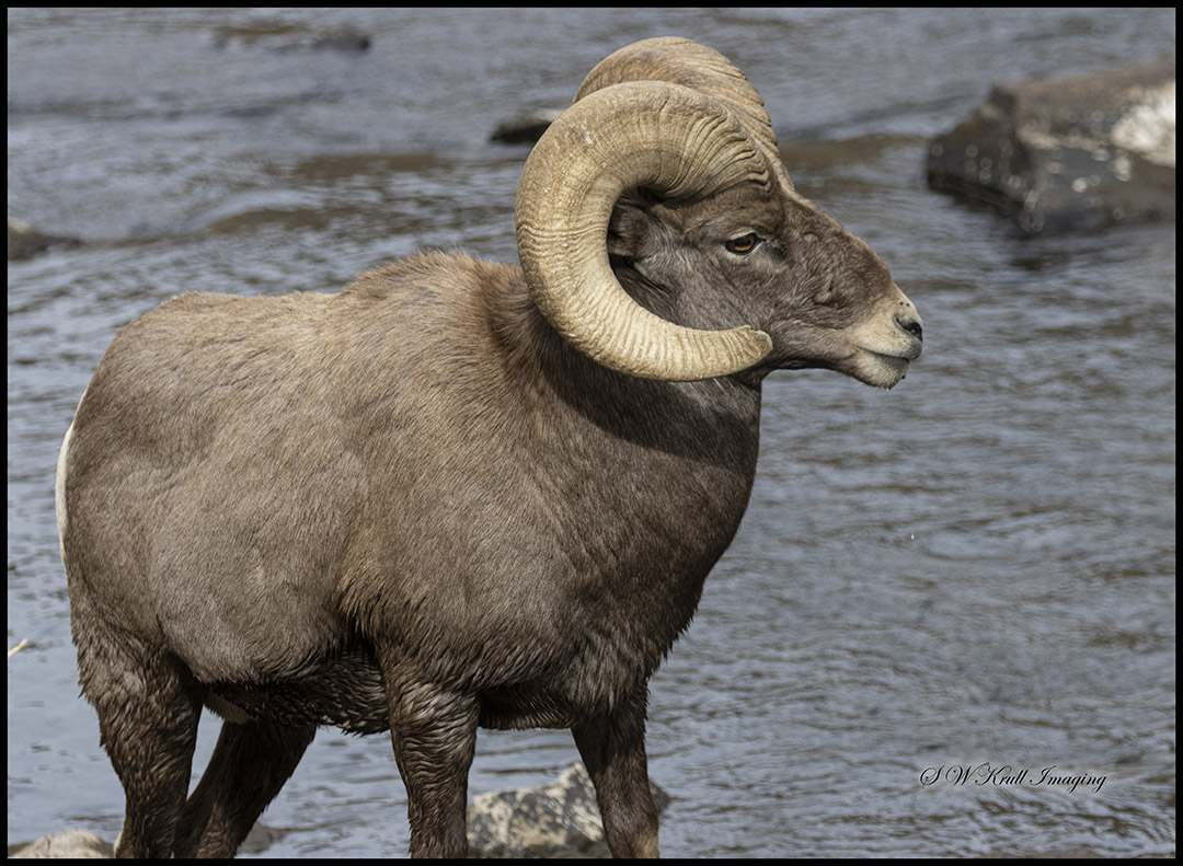 Waterton Bighorn in the Platte
