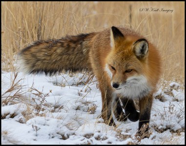 Red Fox Hunting