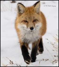 Red Fox Hunting