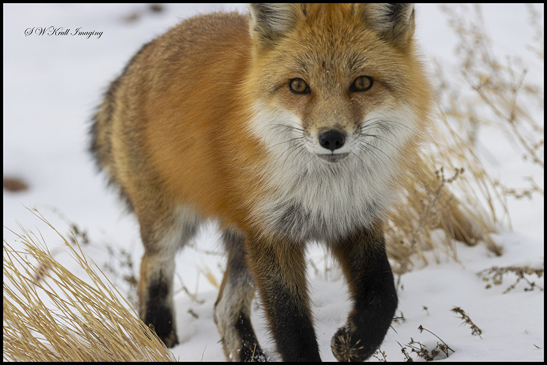 Red Fox Hunting