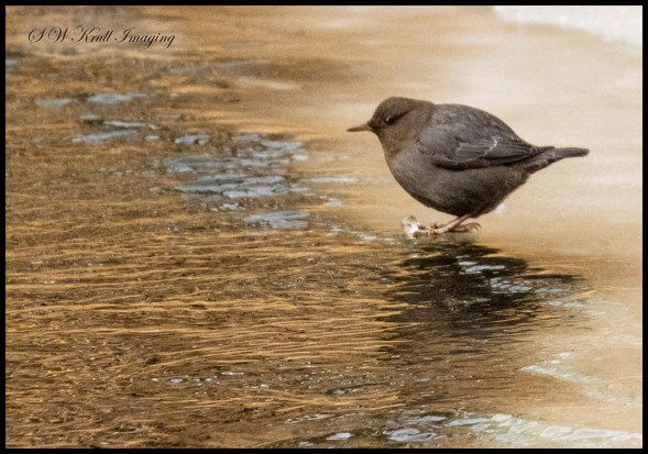 American Dipper on an Icy Perch