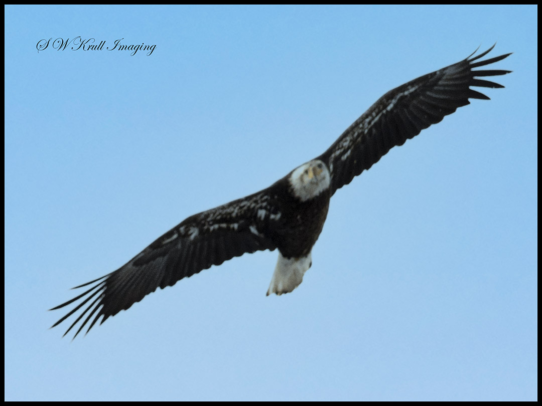 Winter Eagles
