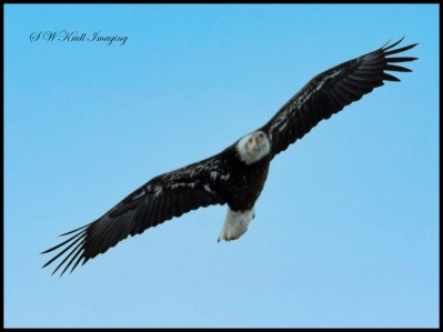 Winter Eagles