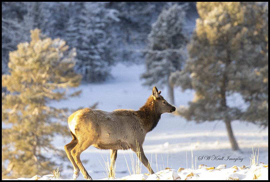 Young Elk Cow