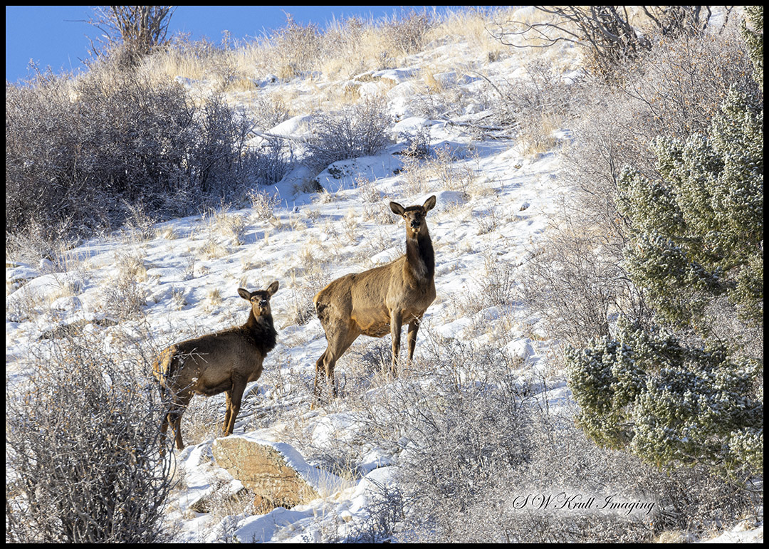 Herd of Rocky Mountain Elk