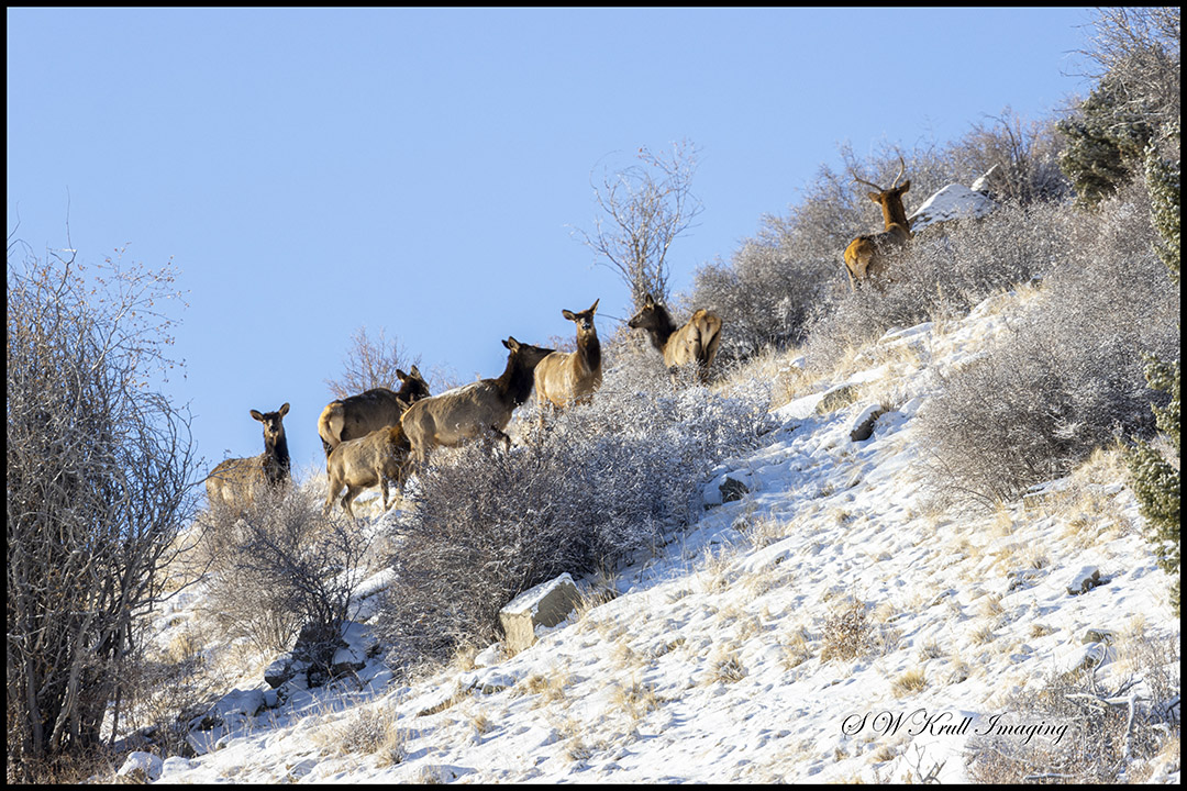 Herd of Rocky Mountain Elk