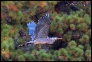 Great Blue Heron in Flight