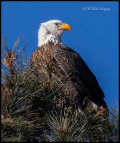 Bald Eagle in Eleven Mile Canyon