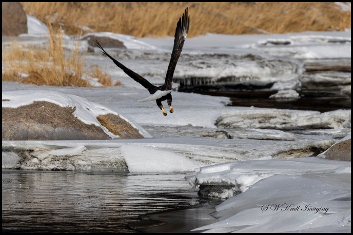 Bald Eagle in Eleven Mile Canyon