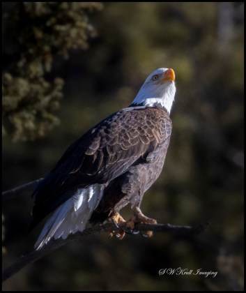 Bald Eagle in Eleven Mile Canyon