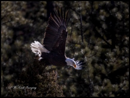 Bald Eagle in Eleven Mile Canyon