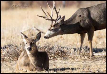 Buck and His Doe in the Rocky Mountain Arsenal