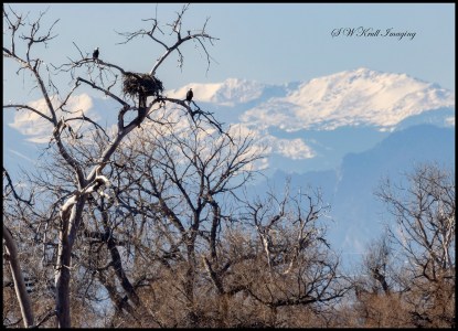 Eagle Population at Barr Lake