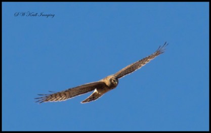 Northern Harrier