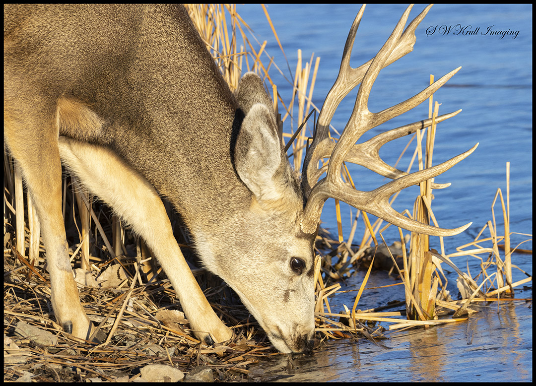Deer in the Rocky Mountain Arsenal