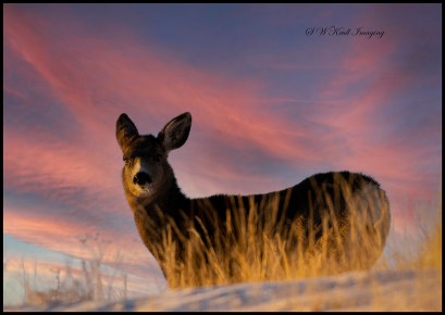 Mule Deer Sunrise
