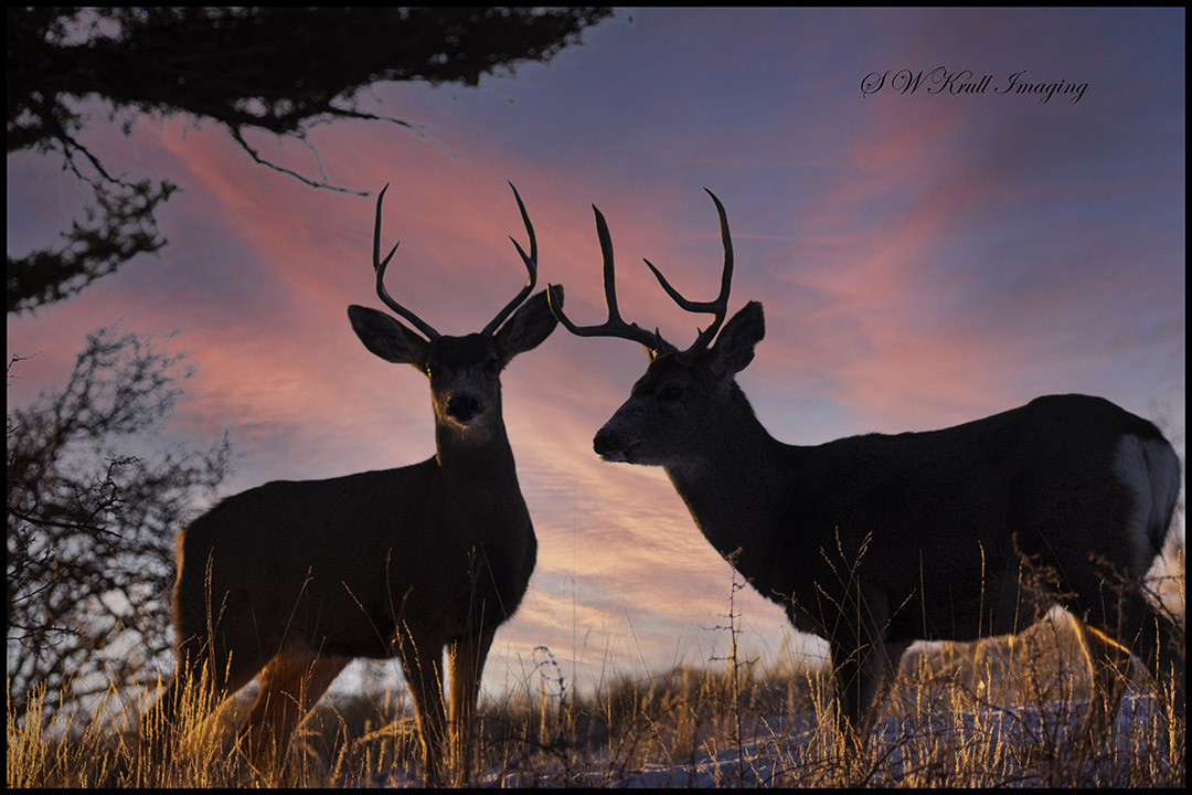 Mule Deer at Sunrise