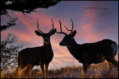 Mule Deer at Sunrise