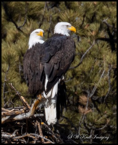 Bald Eagle Nesting Pair