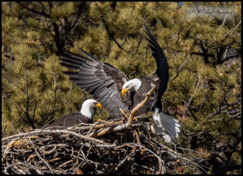 Bald Eagle Nesting Pair