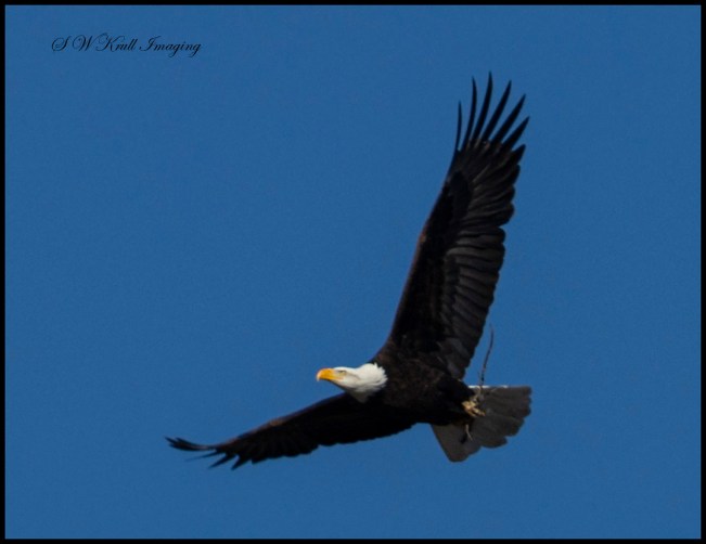 Bald Eagle Nesting Pair