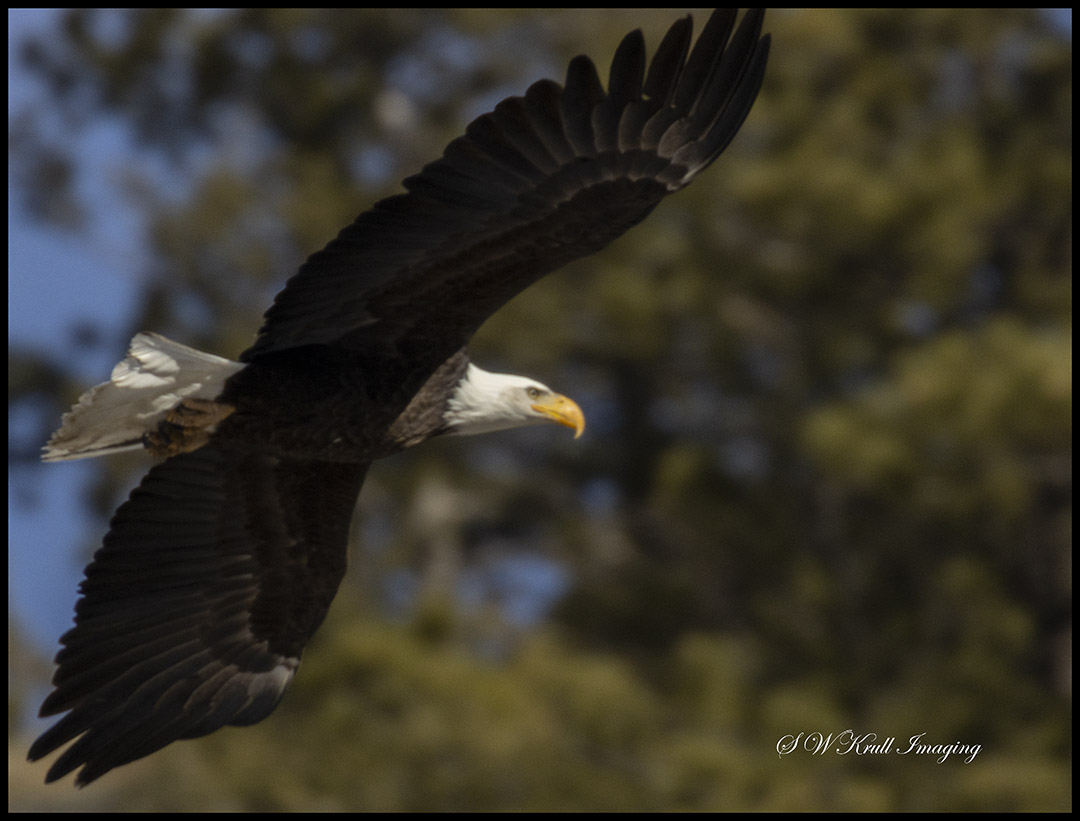 Bald Eagle in Eleven Mile Canyon