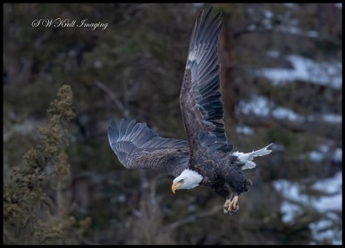 Bald Eagles in Eleven Mile Canyon