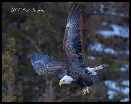 Bald Eagles in Eleven Mile Canyon