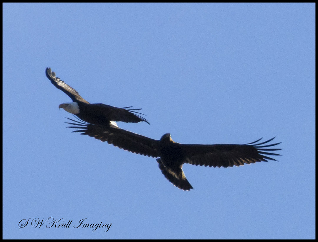 Bald and Golden Eagles