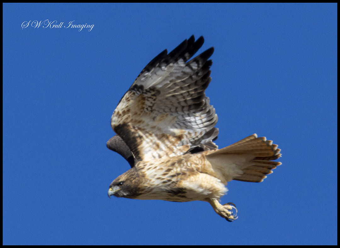 Colorado Red-tailed Hawk