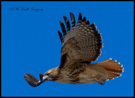 Colorado Red-tailed Hawk