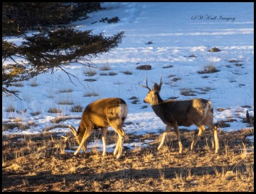Pair of Buck Mule Deer