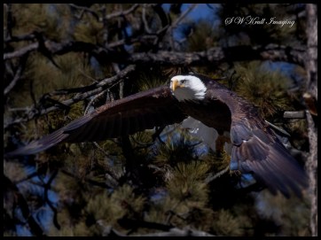 Bald Eagles in Eleven Mile Canyon