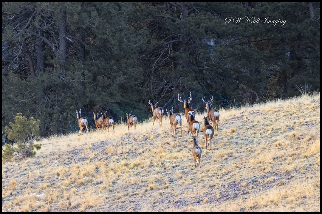 Rocky Mountain Deer Herd