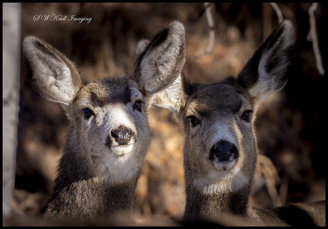 Small Herd of Mule Deer