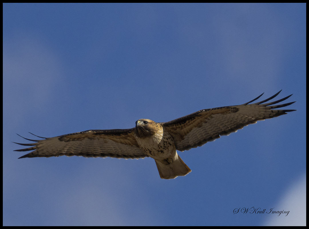 Red-Tailed Hawk in Flight