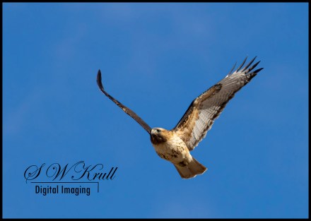 Colorado Red-tailed Hawk